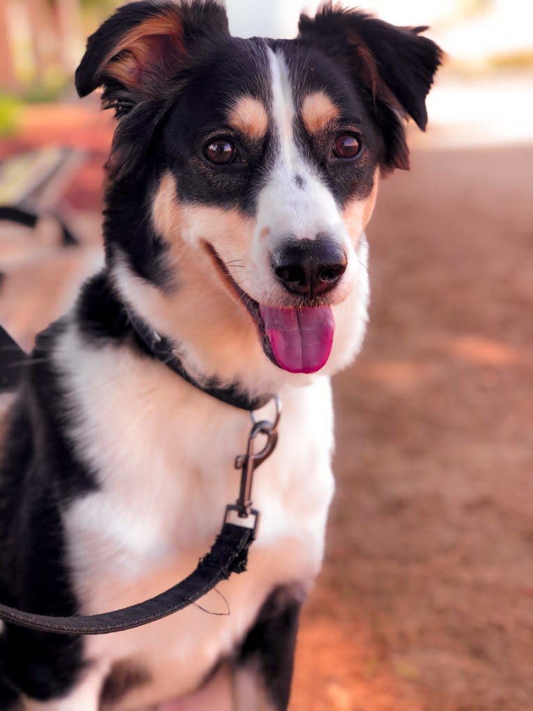 Jude, an Arabian Village Dog and Siberian Husky mix tested with EmbarkVet.com