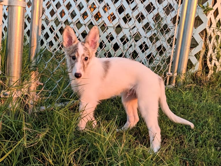 Sigi, a Silken Windhound tested with EmbarkVet.com