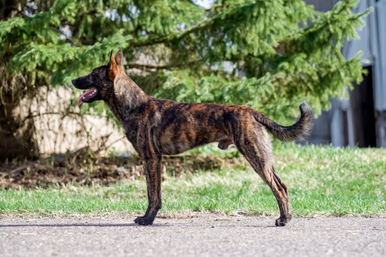 Rogue, a Dutch Shepherd tested with EmbarkVet.com