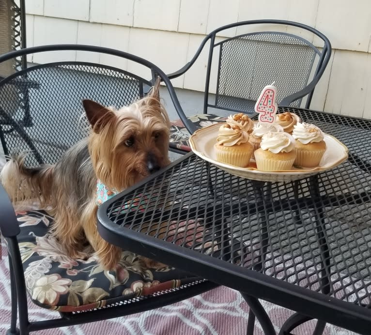 Eden, a Silky Terrier tested with EmbarkVet.com