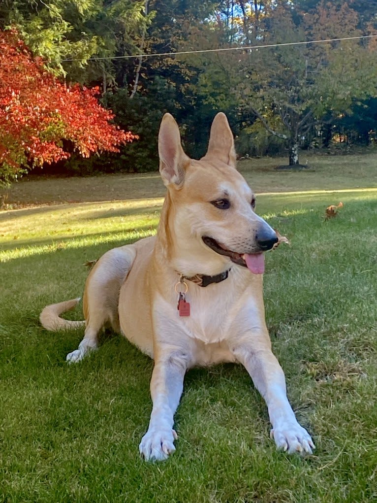 Oliver Phoenix Rogers, a Carolina Dog tested with EmbarkVet.com