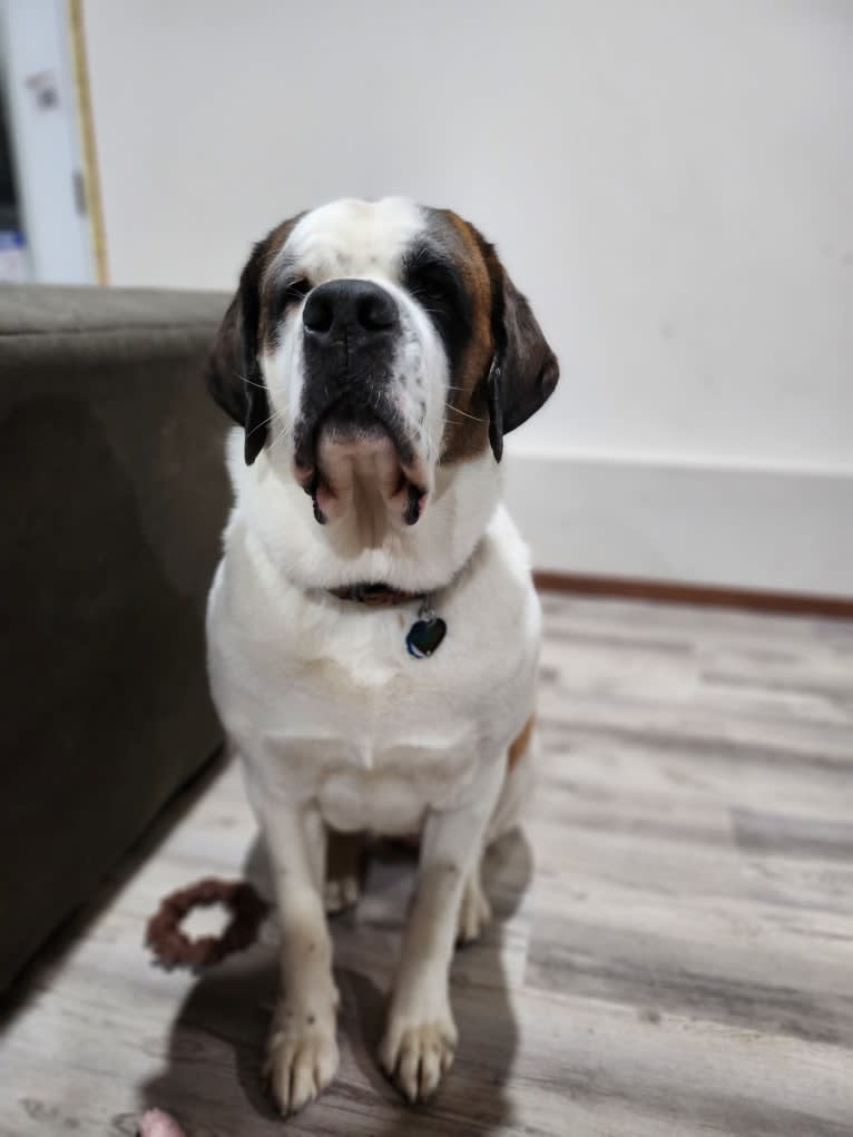 Milhouse "Millie", a Saint Bernard tested with EmbarkVet.com