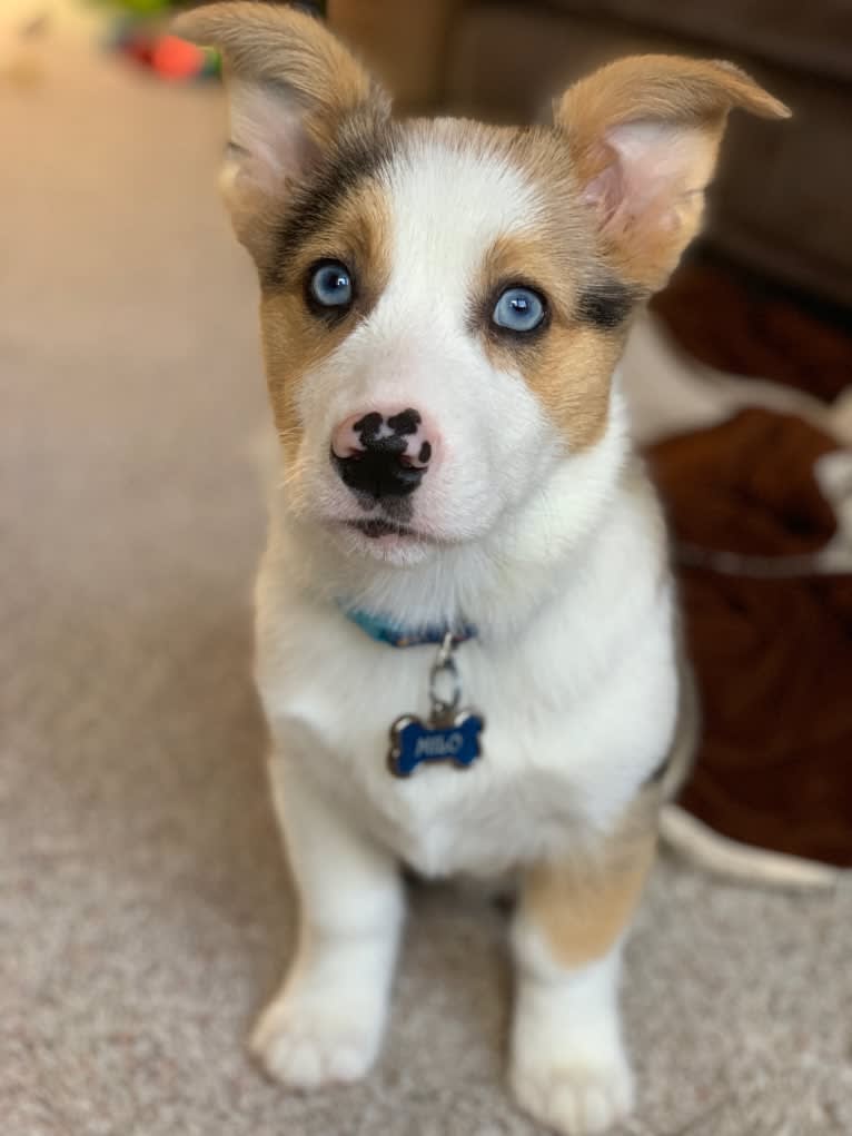 Milo, a Pembroke Welsh Corgi and Australian Shepherd mix tested with EmbarkVet.com