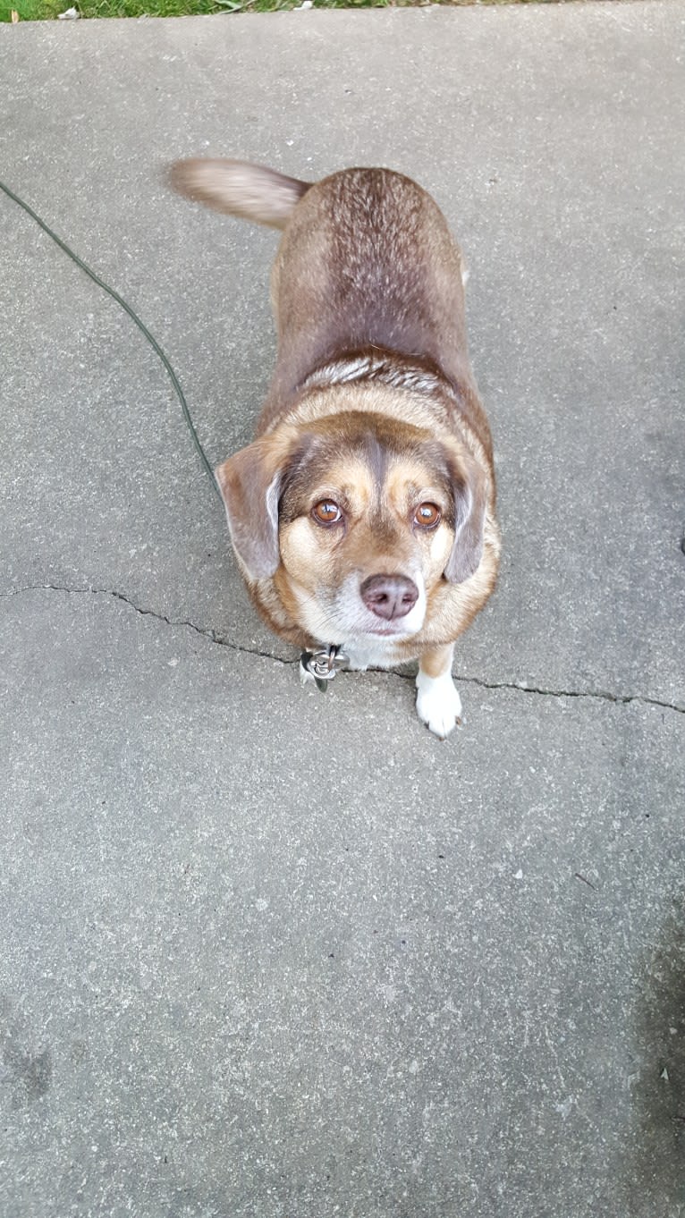 Mario, a Beagle and Norwegian Elkhound mix tested with EmbarkVet.com