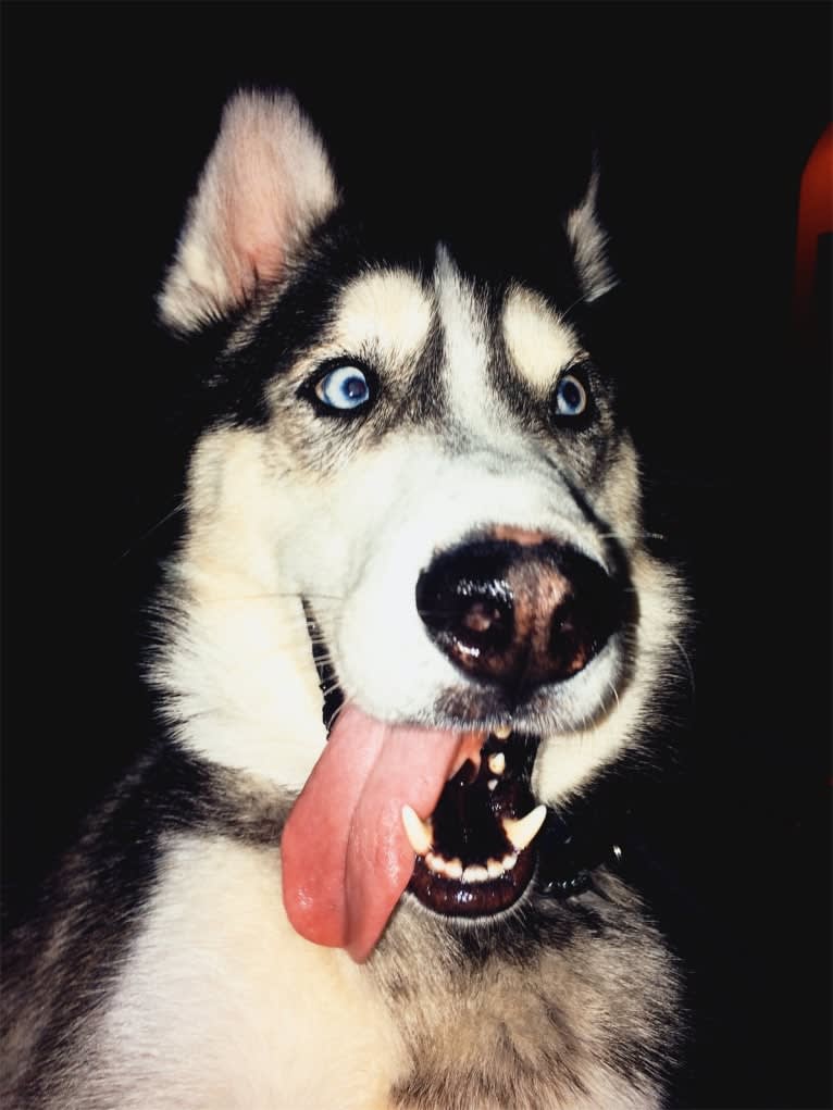 Teko, a Siberian Husky tested with EmbarkVet.com