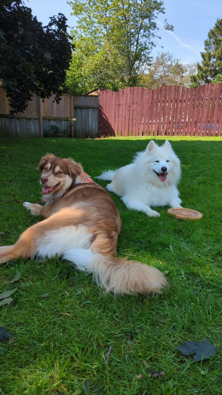 Farley, an Australian Shepherd tested with EmbarkVet.com