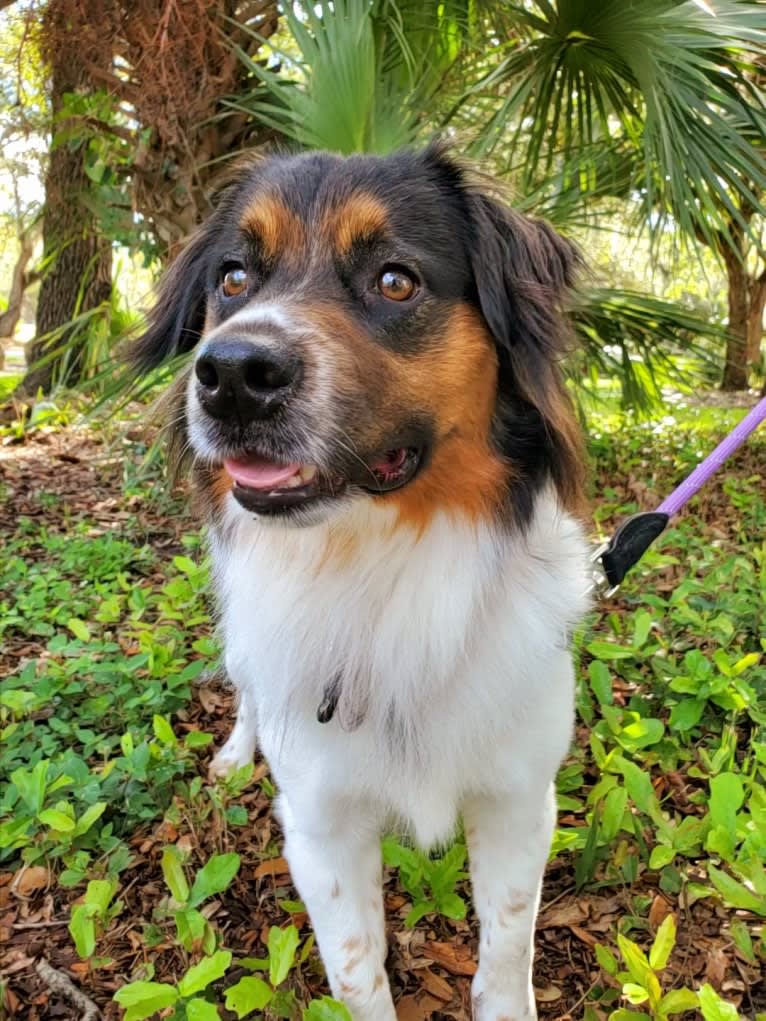 Logan, a Rat Terrier and Chow Chow mix tested with EmbarkVet.com