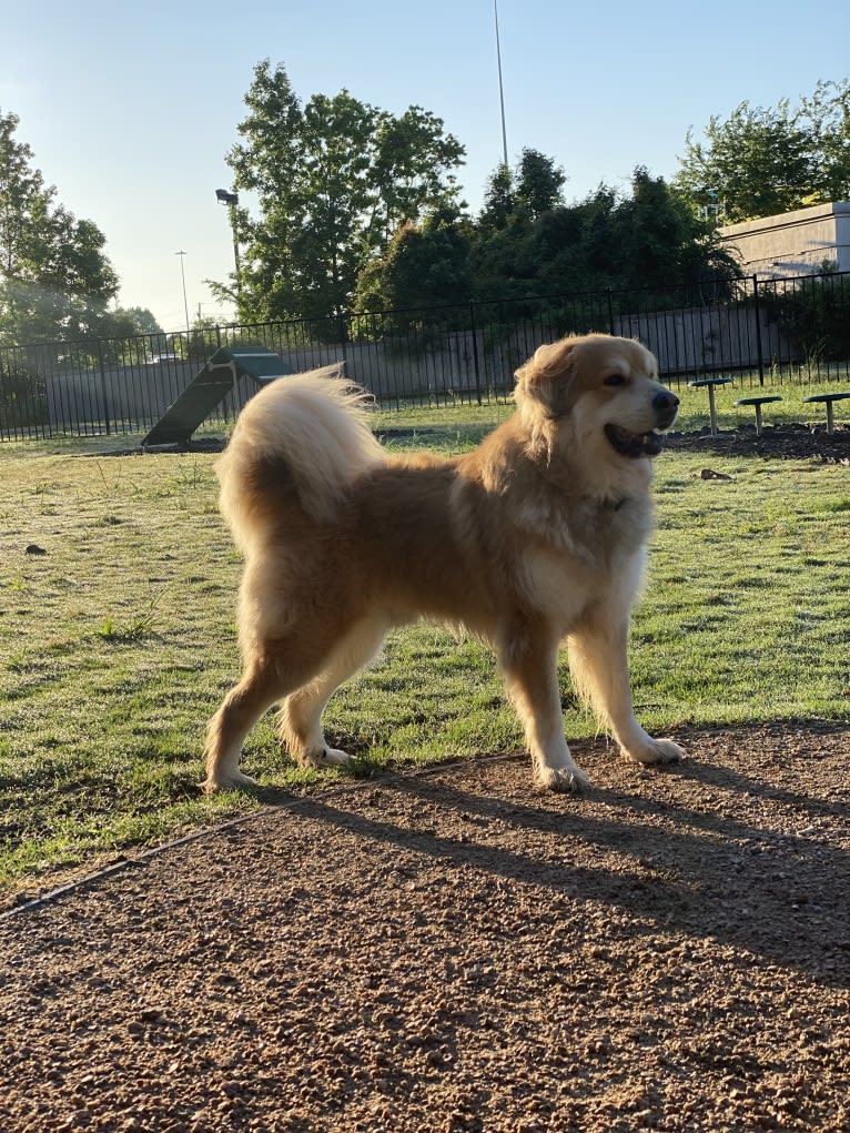 Pyrenees chow mix store