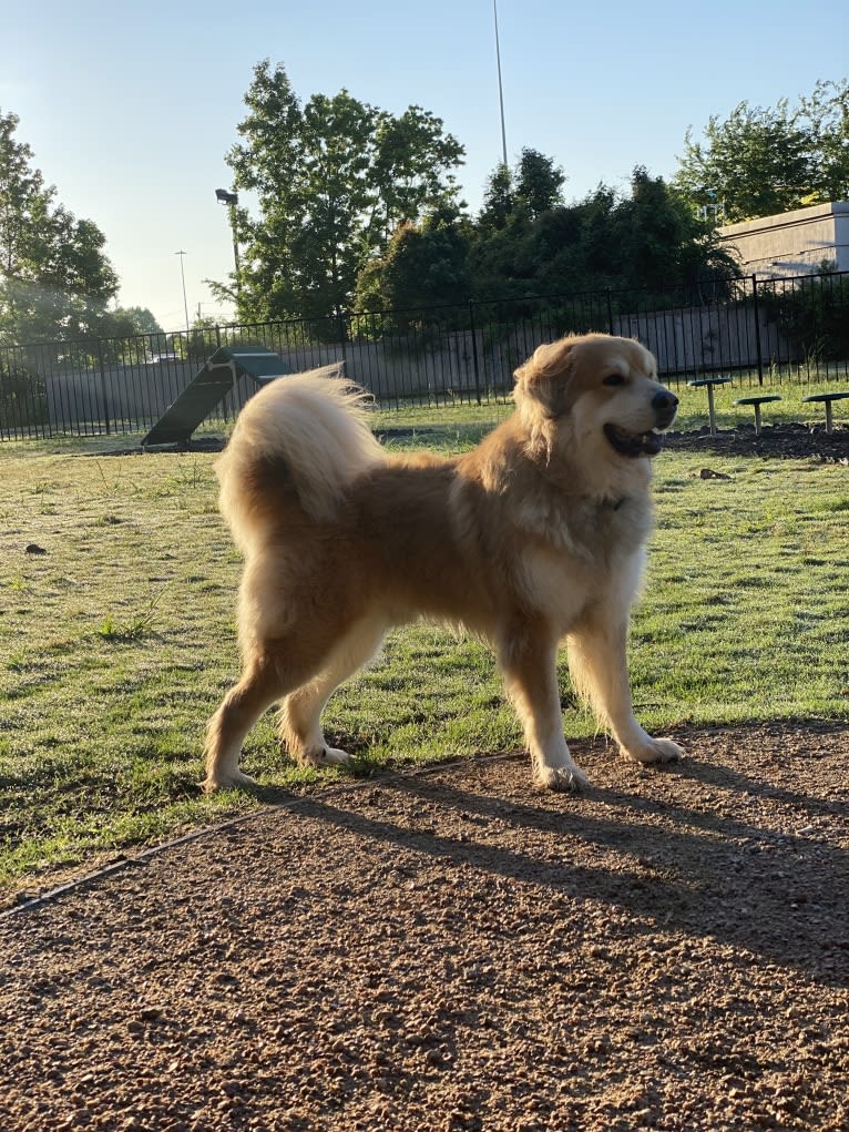 Kaldi, a Great Pyrenees and Chow Chow mix tested with EmbarkVet.com