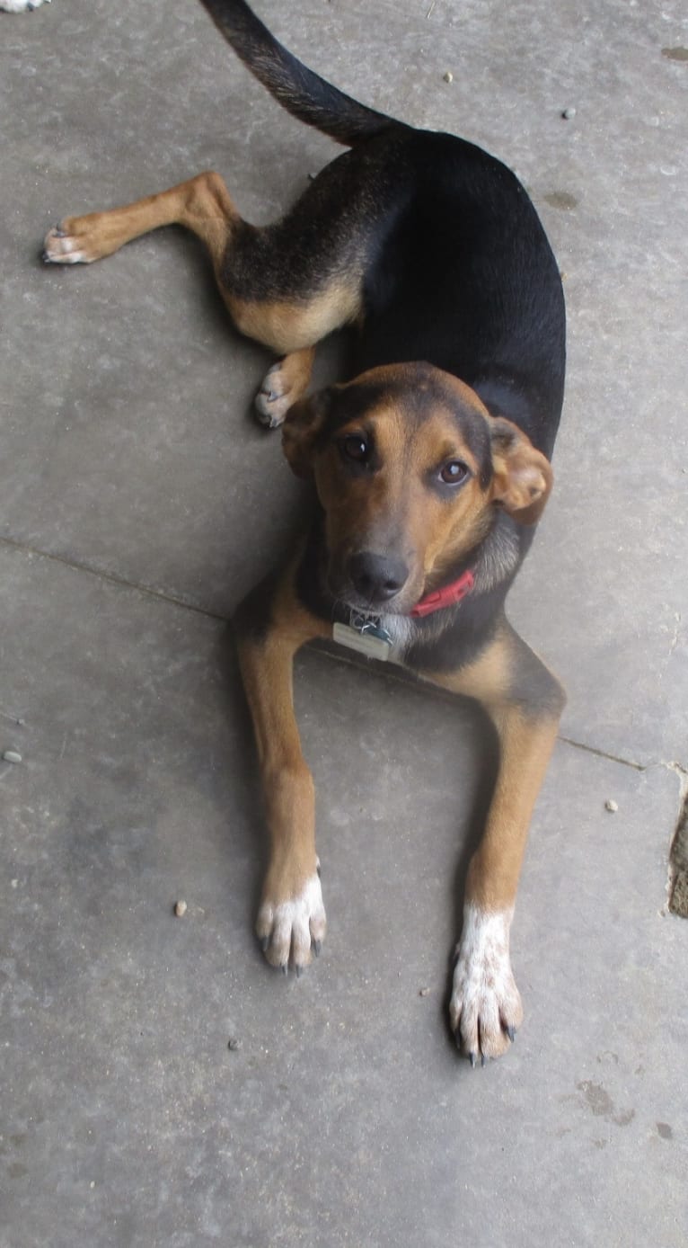 Chara, a Black and Tan Coonhound and Border Collie mix tested with EmbarkVet.com