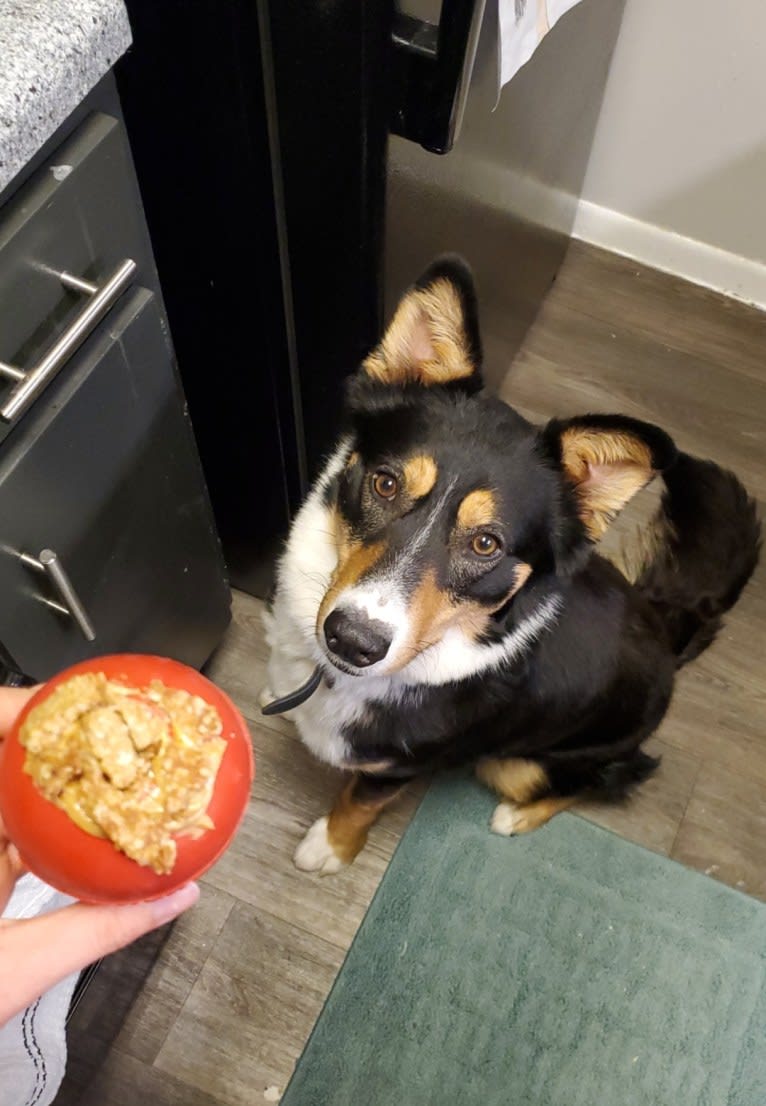 Rogue, a Siberian Husky and Border Collie mix tested with EmbarkVet.com