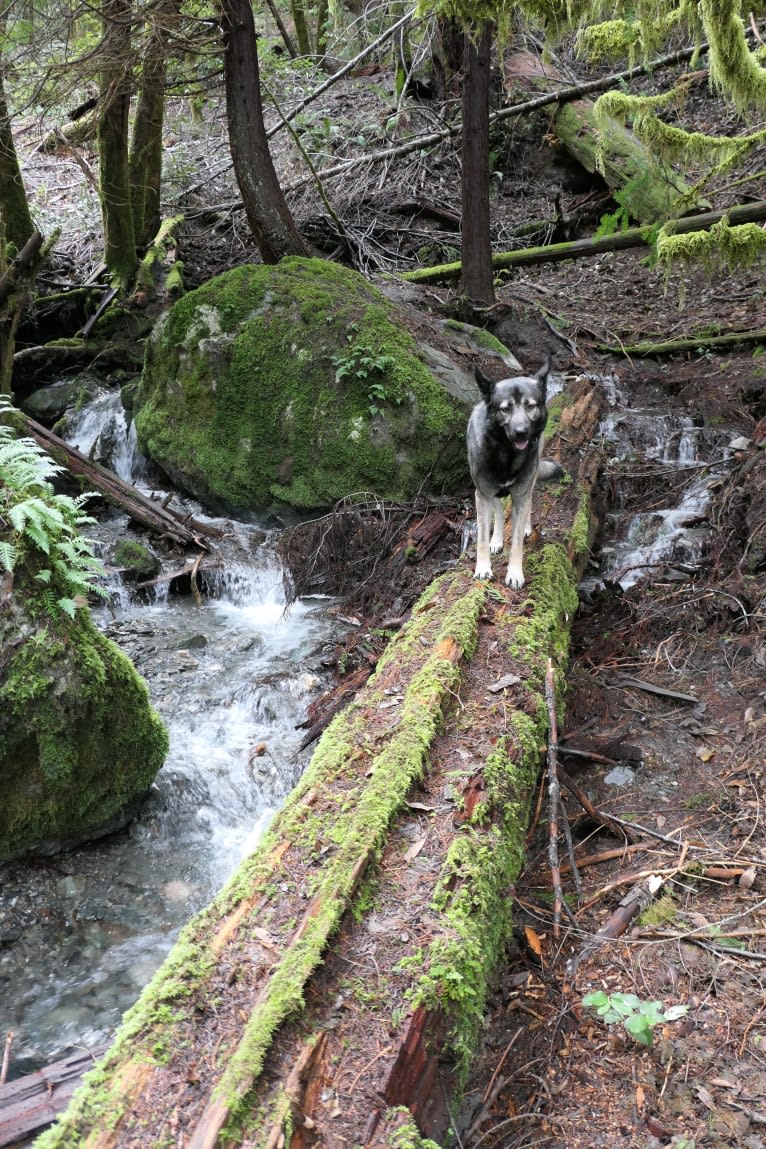 Kodiak, a Caucasian Ovcharka and German Shepherd Dog mix tested with EmbarkVet.com