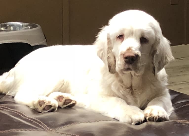 Bumble, a Clumber Spaniel tested with EmbarkVet.com