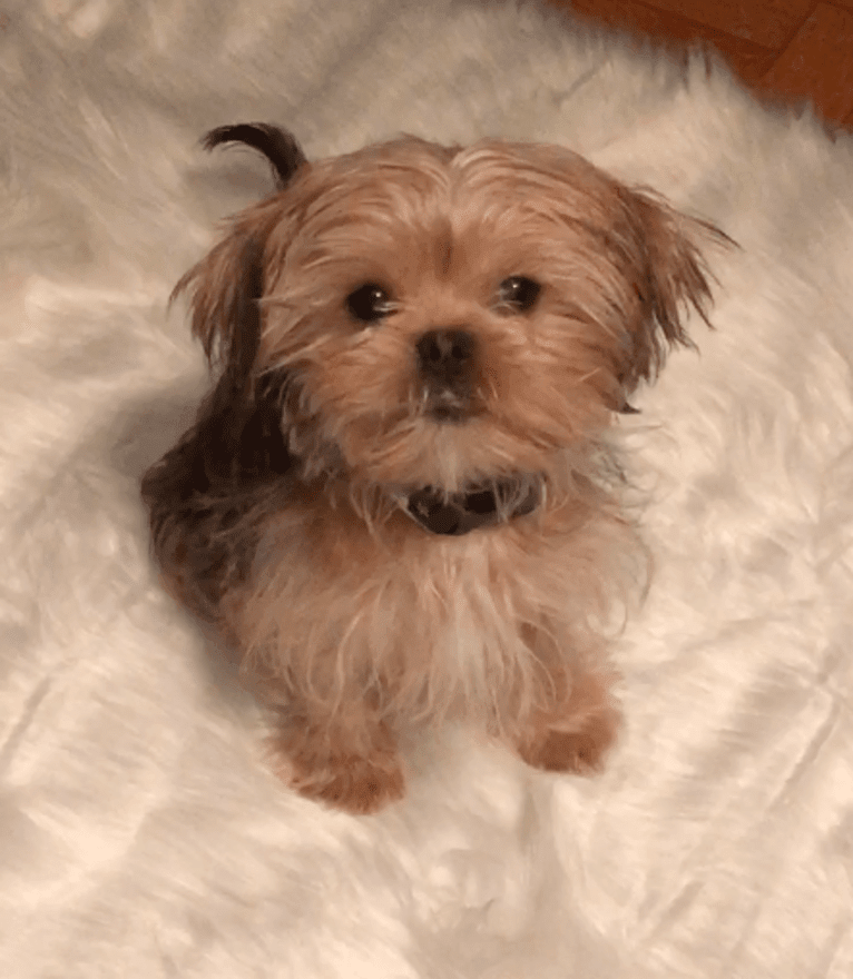 Samosa, a Shih Tzu and Yorkshire Terrier mix tested with EmbarkVet.com