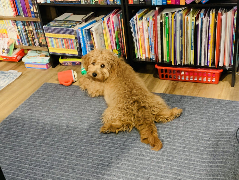 Cocoa, a Labradoodle tested with EmbarkVet.com