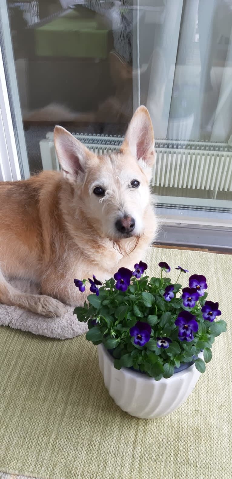 Severi, an Eastern European Village Dog tested with EmbarkVet.com