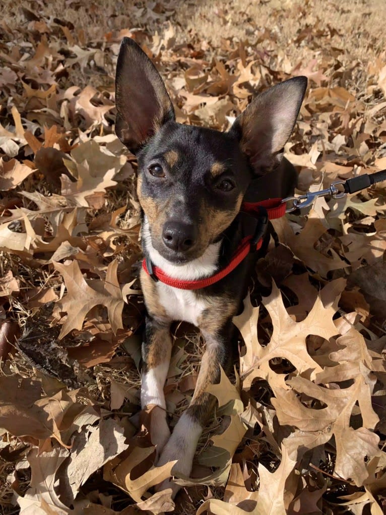 Toby, a Chihuahua and Rat Terrier mix tested with EmbarkVet.com