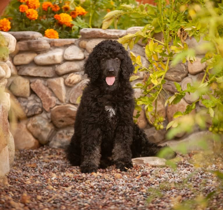 Daphne, a Poodle (Standard) tested with EmbarkVet.com