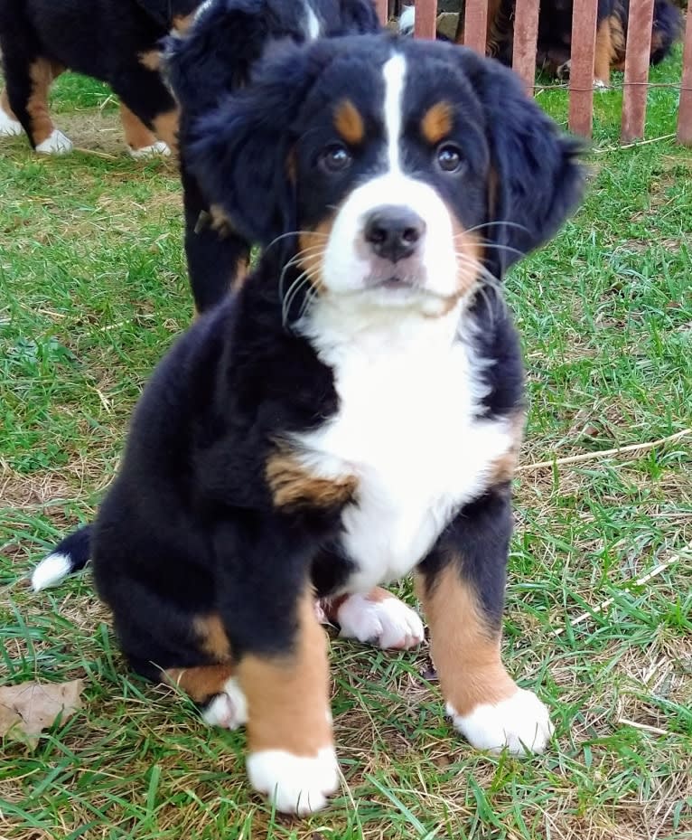 Milo, a Bernese Mountain Dog tested with EmbarkVet.com