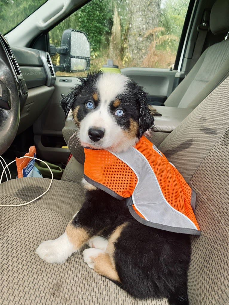 Oliver Webster, an Australian Shepherd tested with EmbarkVet.com