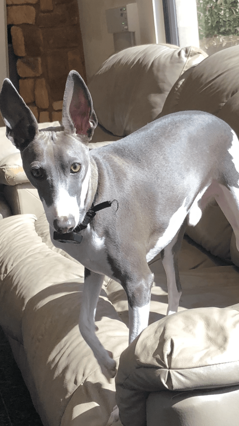 Alfalfa, an Italian Greyhound tested with EmbarkVet.com