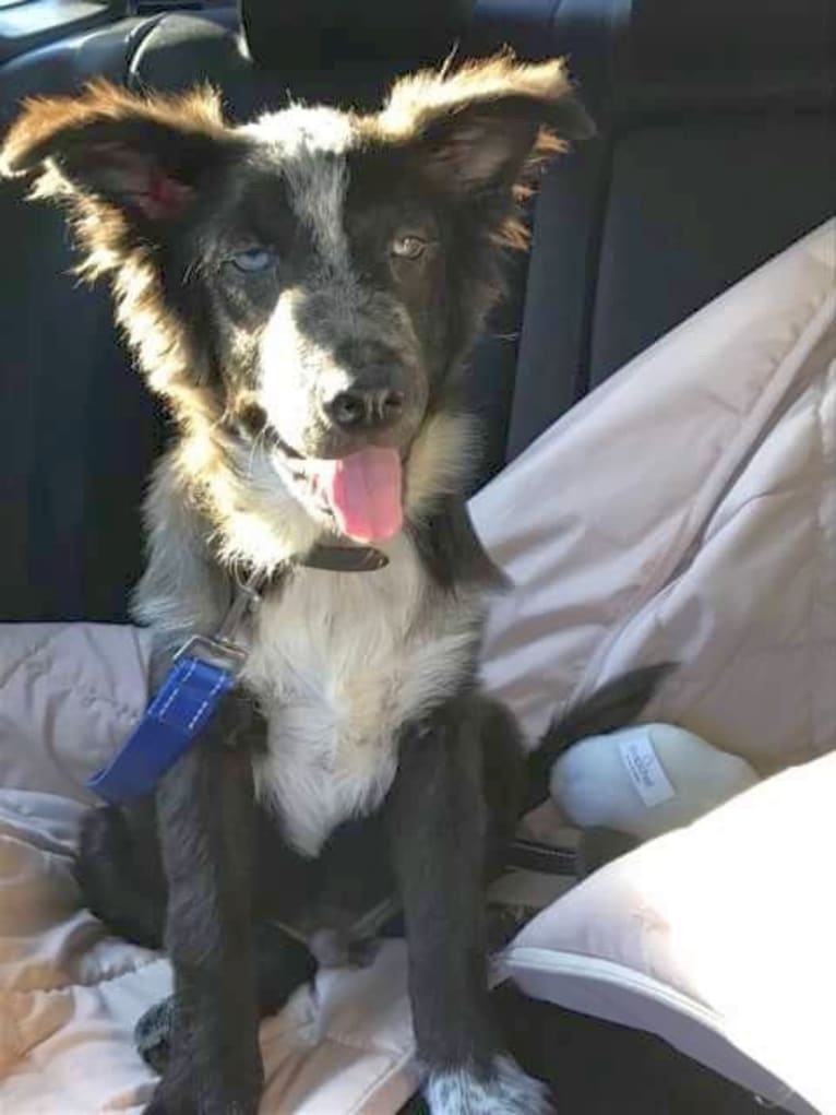 Tex, an Australian Cattle Dog and Border Collie mix tested with EmbarkVet.com