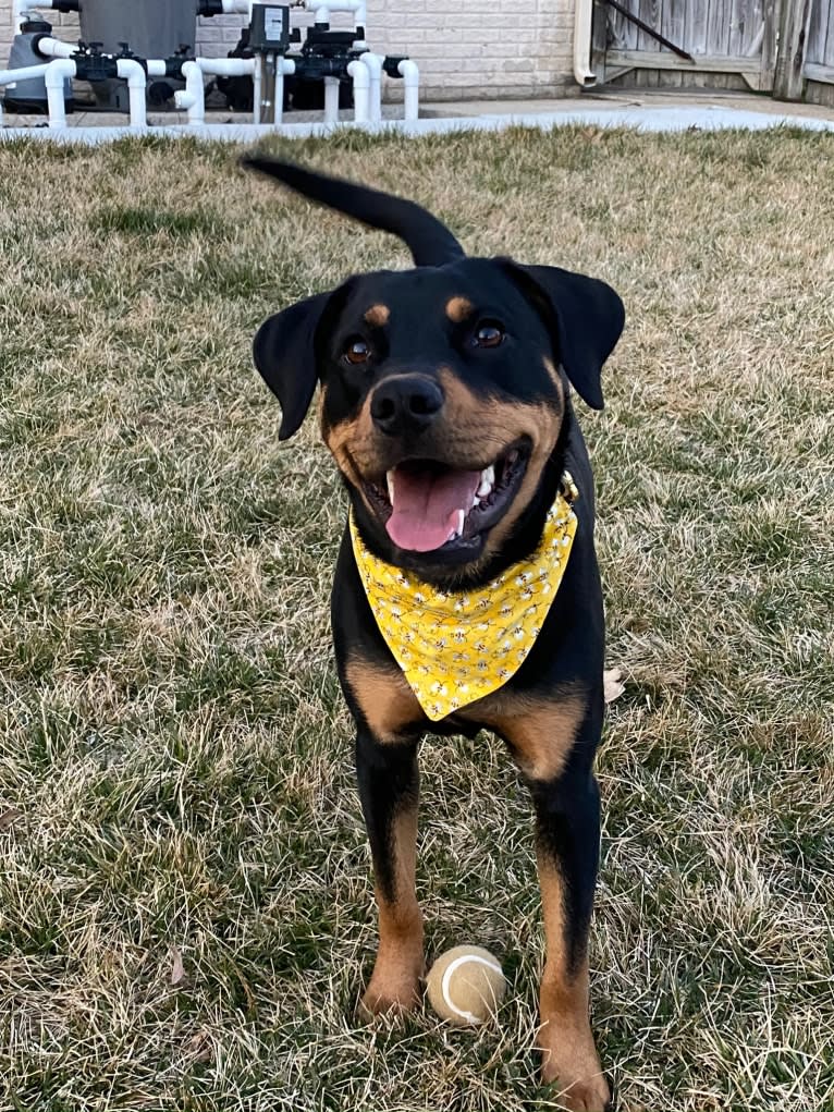 Lucy, a Rottweiler and Labrador Retriever mix tested with EmbarkVet.com