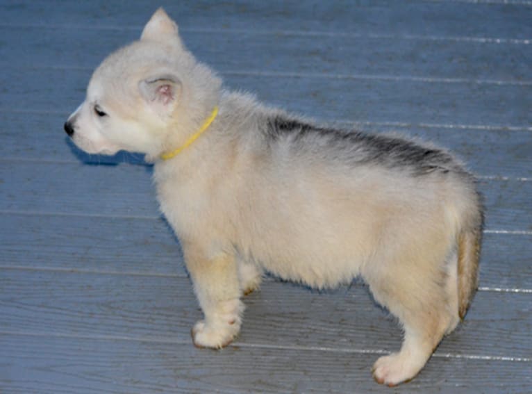 Poseidon, an Alaskan Malamute and German Shepherd Dog mix tested with EmbarkVet.com