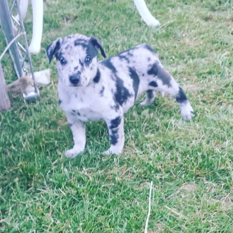 Josey, a Border Collie and Miniature/MAS-type Australian Shepherd mix tested with EmbarkVet.com