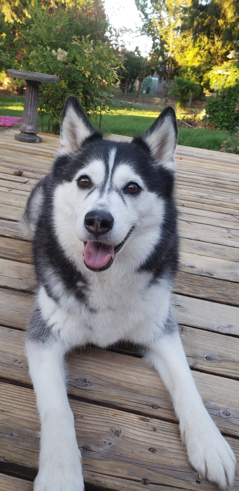 Naga, a Siberian Husky tested with EmbarkVet.com