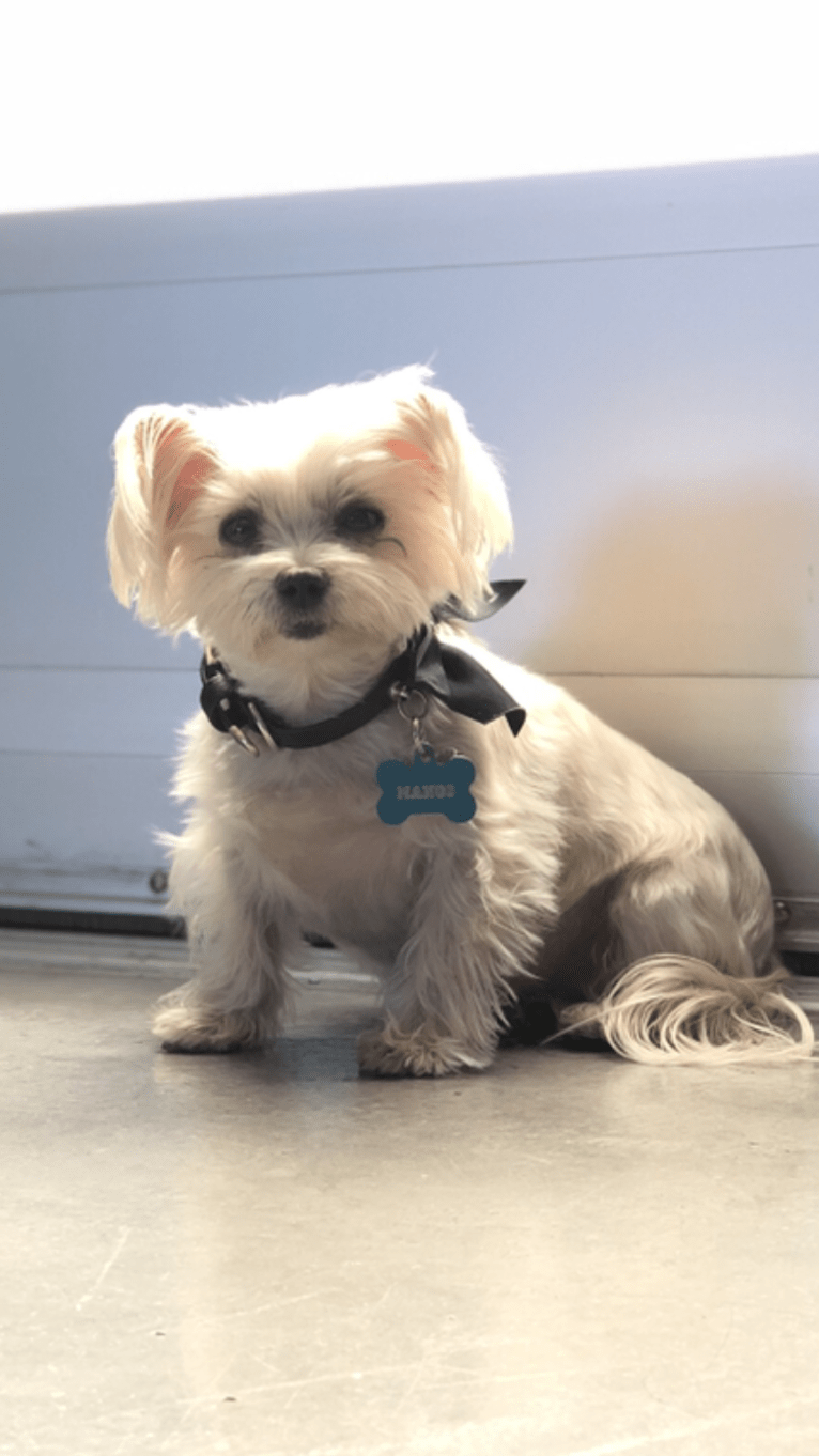 Mango, a Maltese and Yorkshire Terrier mix tested with EmbarkVet.com