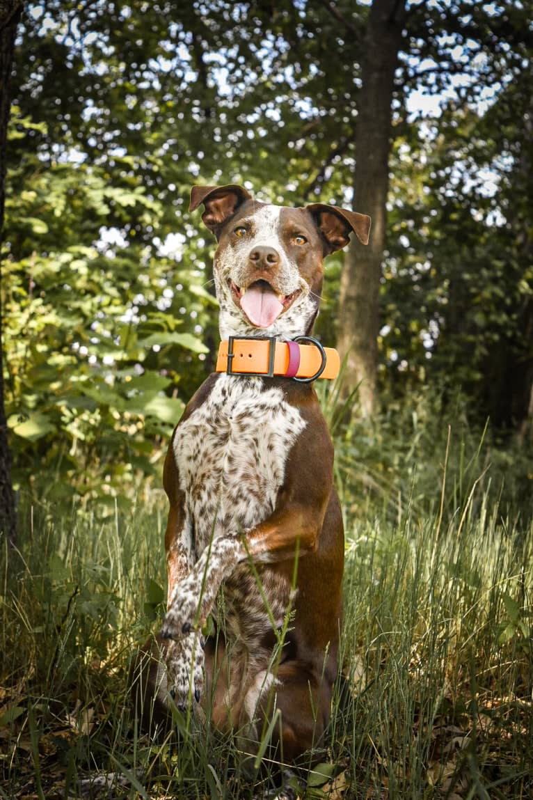 Kora, an Australian Cattle Dog and German Shorthaired Pointer mix tested with EmbarkVet.com