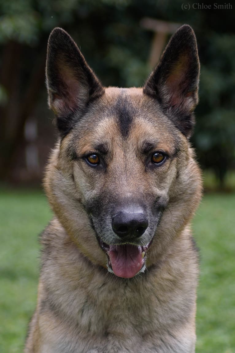 Enzo, a German Shepherd Dog and Siberian Husky mix tested with EmbarkVet.com