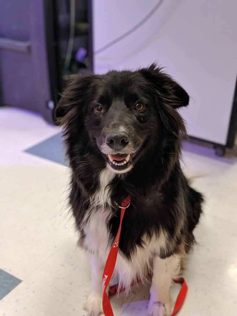 Bella, a Border Collie and Pembroke Welsh Corgi mix tested with EmbarkVet.com