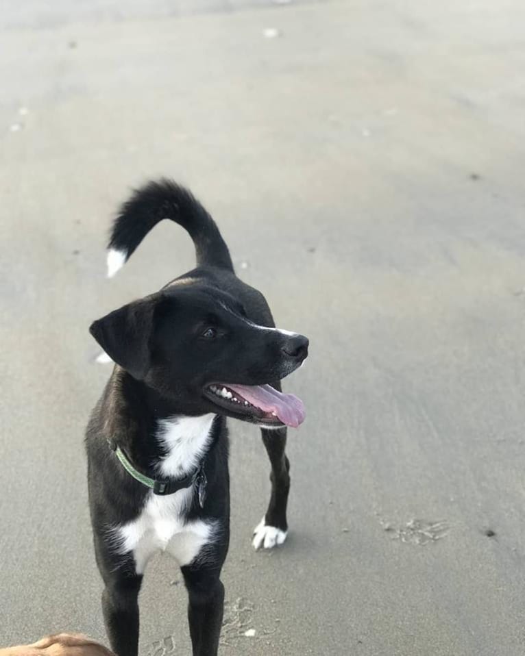 Willie Nelson, a Siberian Husky and American Pit Bull Terrier mix tested with EmbarkVet.com