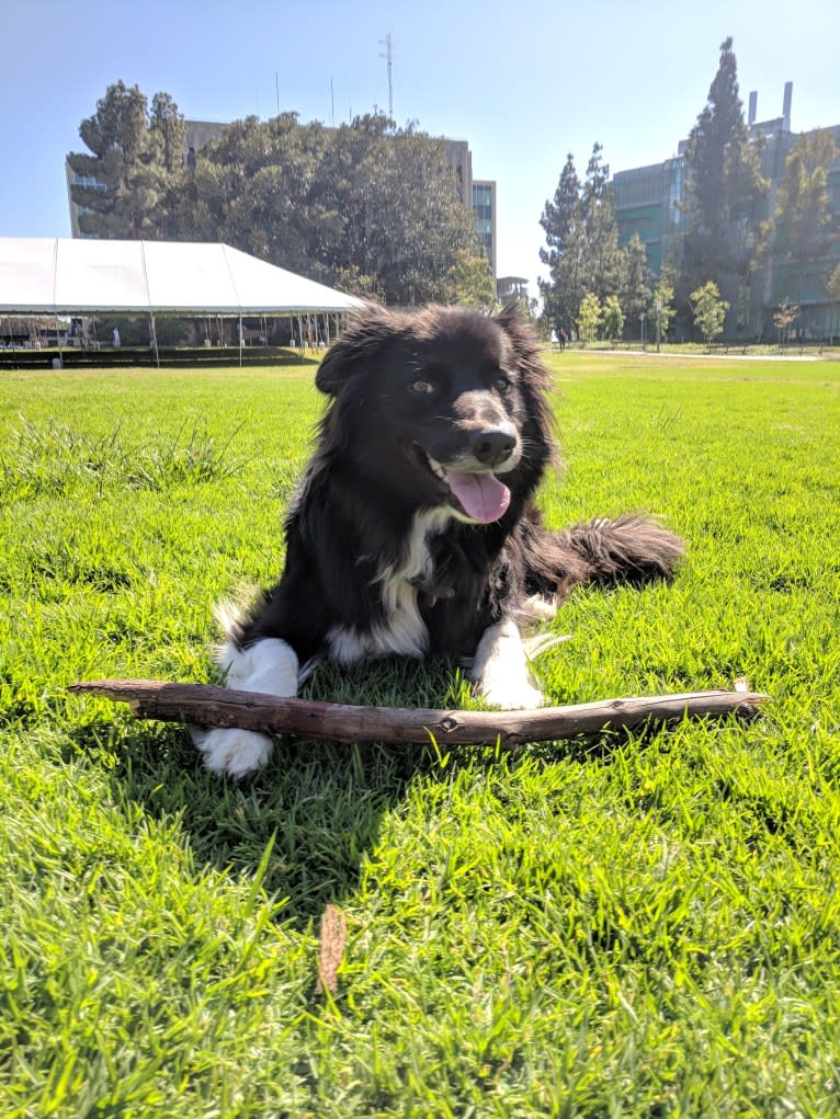 Bella, a Border Collie and Pembroke Welsh Corgi mix tested with EmbarkVet.com