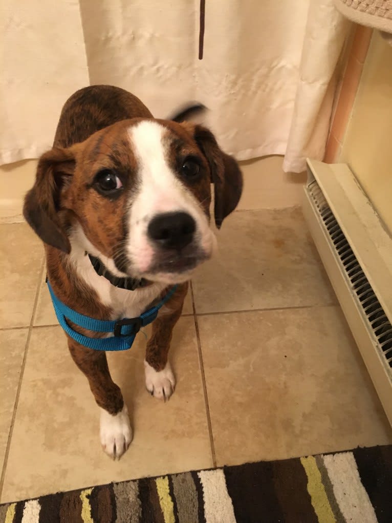 Pope, a Boxer and Russell-type Terrier mix tested with EmbarkVet.com