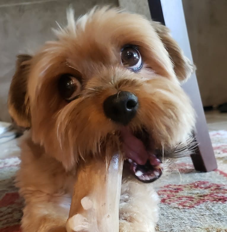 Griffin, a Yorkshire Terrier and Shih Tzu mix tested with EmbarkVet.com