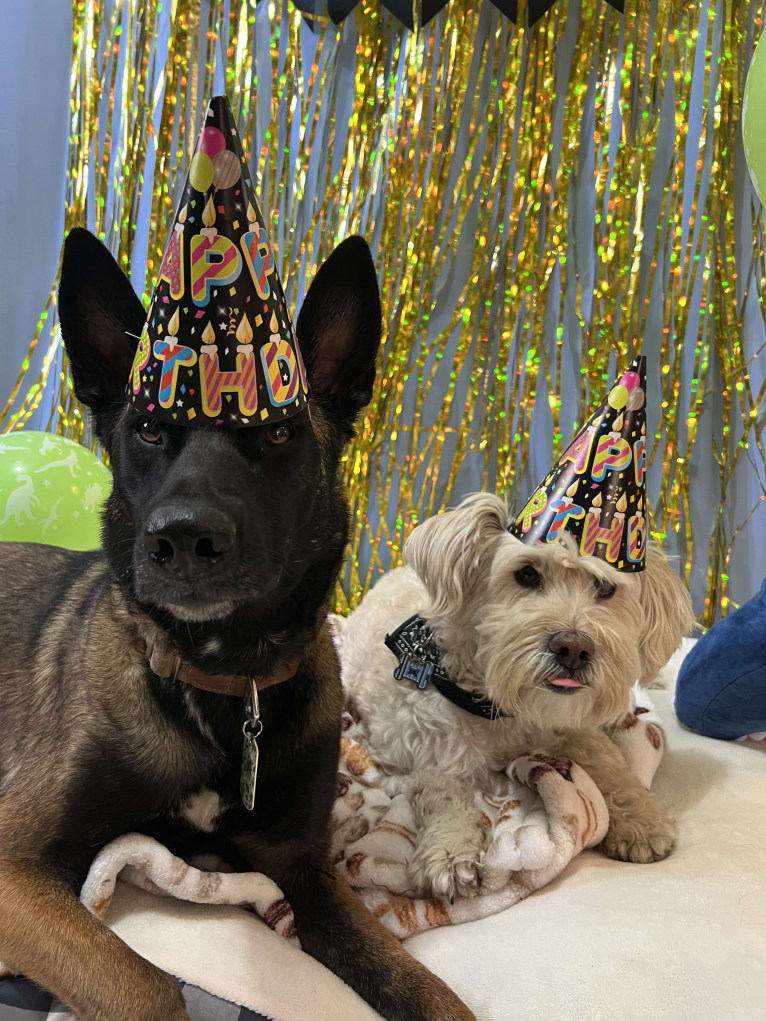 Helsinki, a Poodle (Small) and Miniature Schnauzer mix tested with EmbarkVet.com