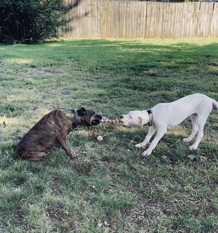 Mercy, a Dogo Argentino tested with EmbarkVet.com