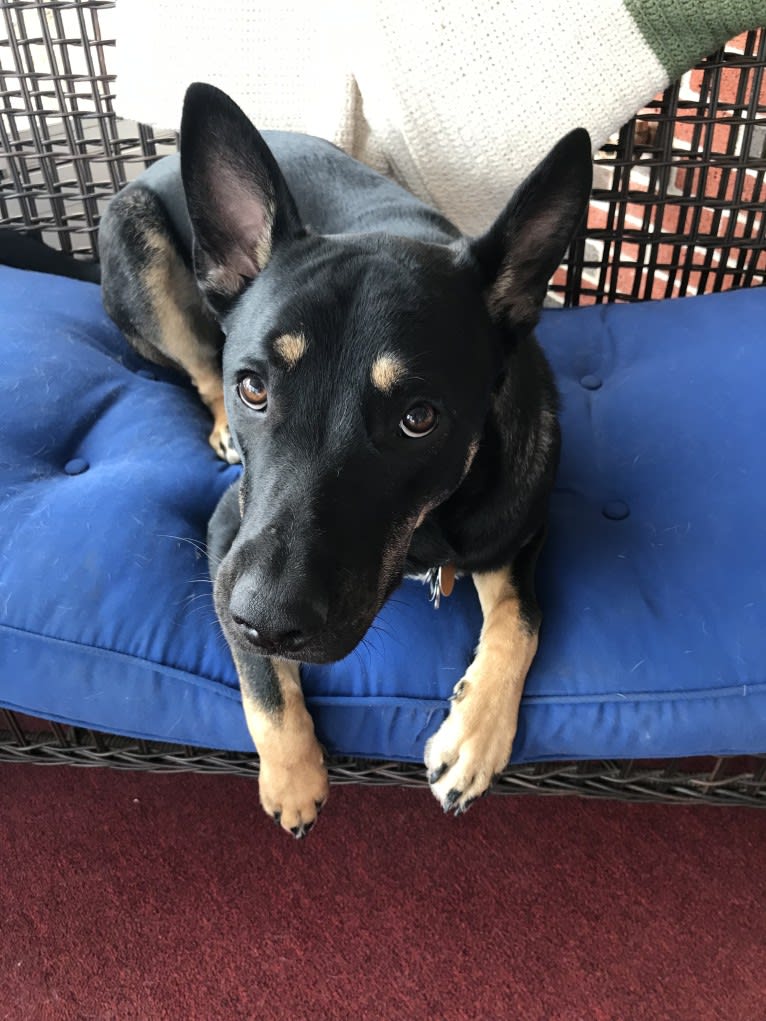 Wyatt, a German Shepherd Dog and American Pit Bull Terrier mix tested with EmbarkVet.com