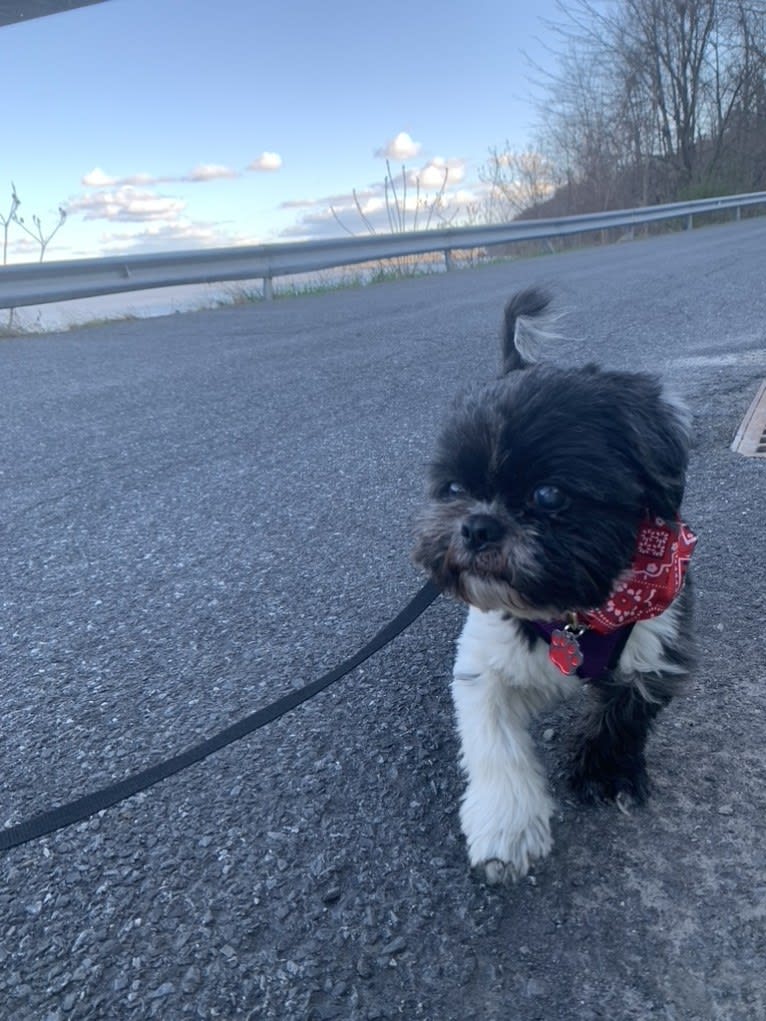 DAJ, a Shih Tzu tested with EmbarkVet.com