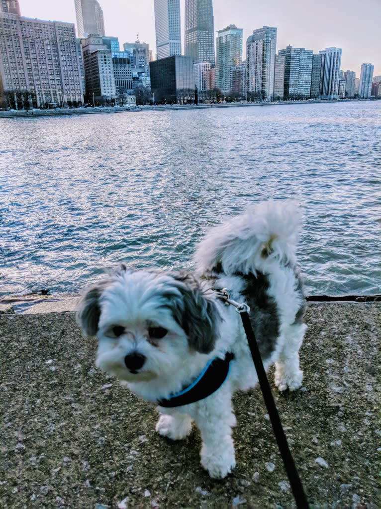 Moomoo, a Maltese and Pomeranian mix tested with EmbarkVet.com