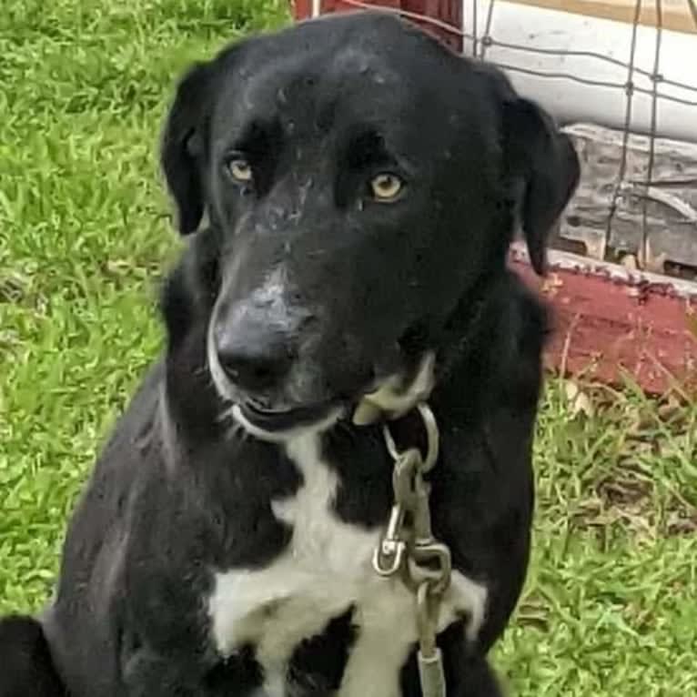 Leyla, an Arabian Village Dog tested with EmbarkVet.com