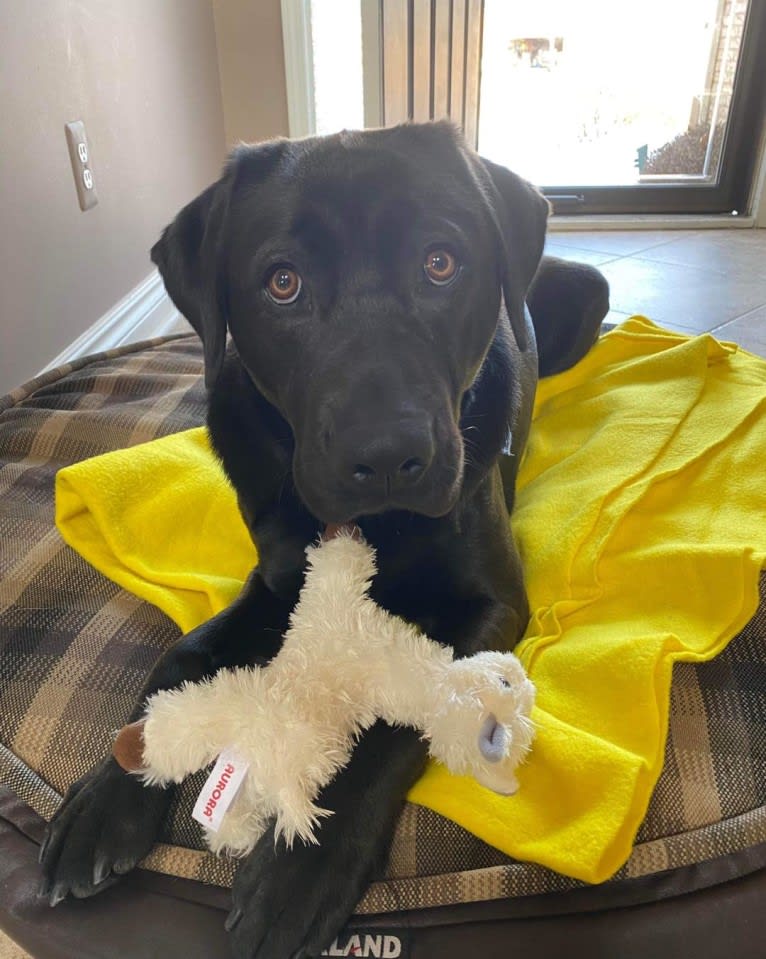 Lugh, a Chinook and Labrador Retriever mix tested with EmbarkVet.com