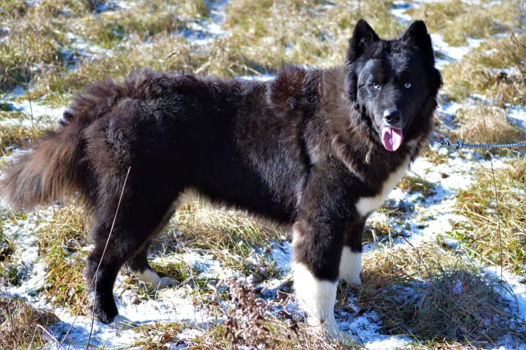 Guinness poon of snow wooly husky, a Siberian Husky tested with EmbarkVet.com