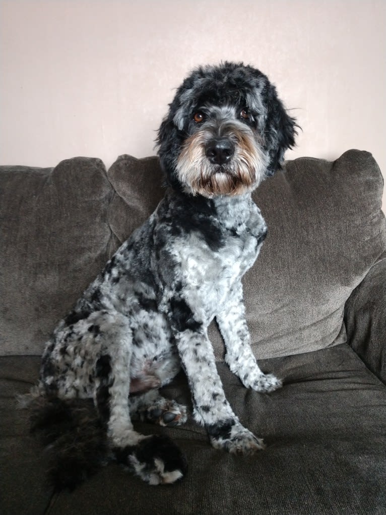 Oakely, a Labradoodle tested with EmbarkVet.com