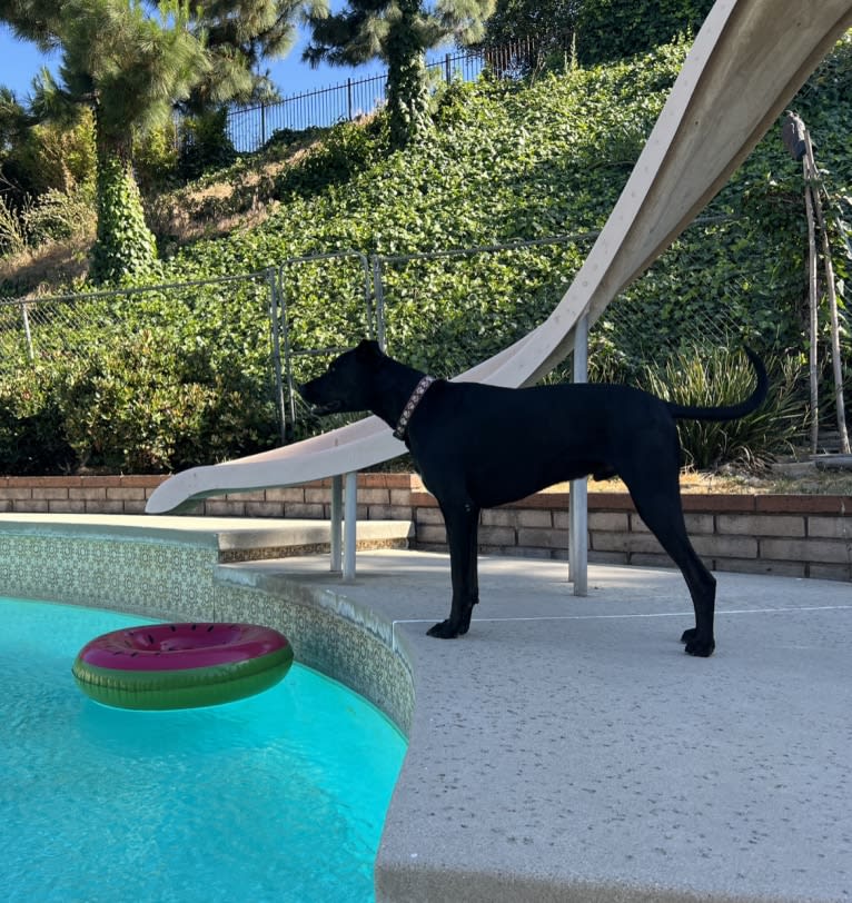Kobe, a Dogo Argentino and Doberman Pinscher mix tested with EmbarkVet.com
