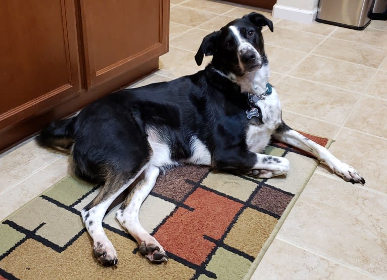 Boomer, an Australian Cattle Dog and Poodle (Standard) mix tested with EmbarkVet.com