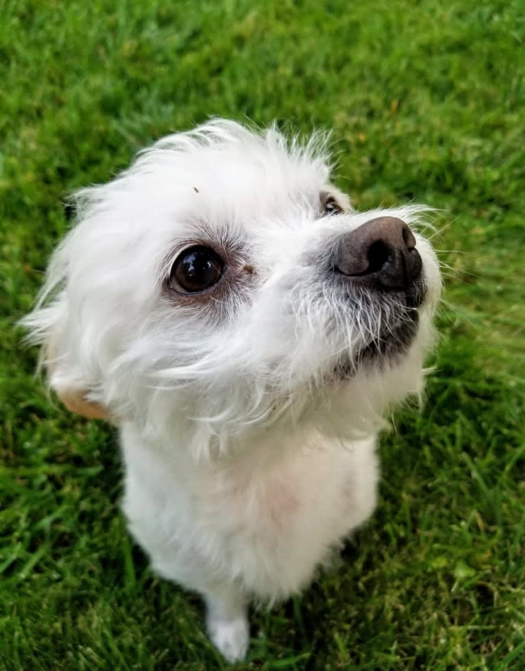 Scruffs, a Lhasa Apso and Boston Terrier mix tested with EmbarkVet.com